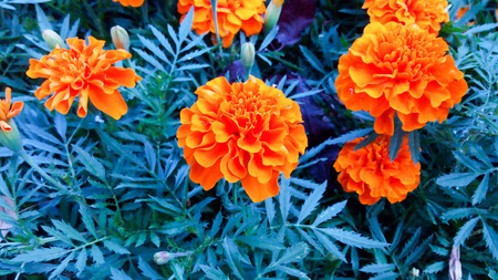 beautiful summer flower in the garden. floral background.の写真素材