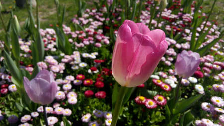 Natural floral background
