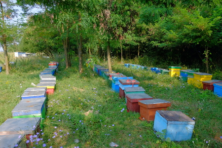 Beehive in the forest. Apiary.の写真素材