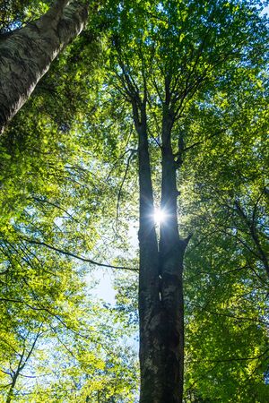 Trees and clear sky in the forestの写真素材