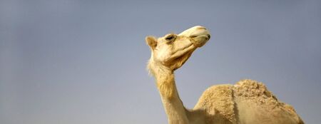 camel in sede boker desert, israelの写真素材