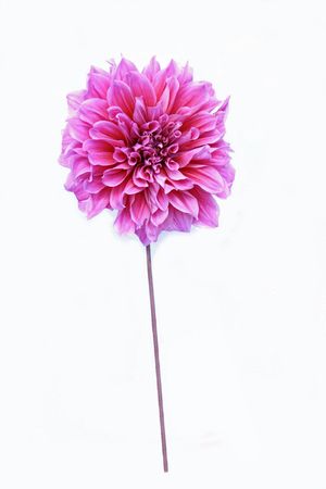 dahlia on white backgroundの写真素材