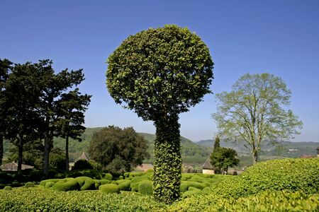 round tree bush in landscaped gardens, marqueyssac,の写真素材