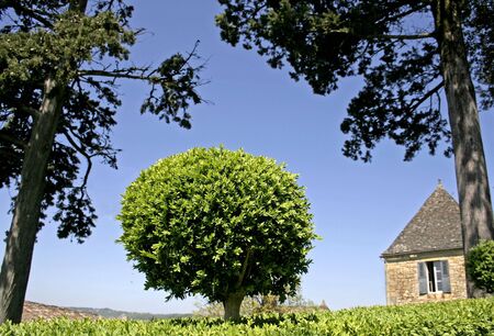 box-tree bush shaped in a sphere, marqueyssac, franceの写真素材