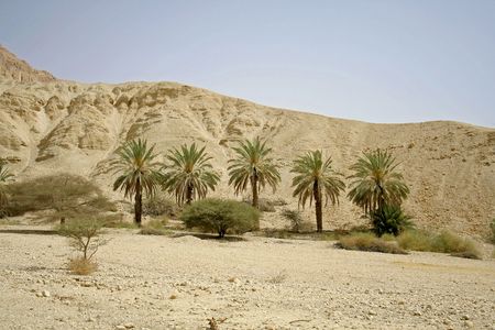 palm trees in desert landscape in the dead sea regionの写真素材