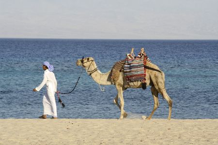 camel in the red sea region, sinai, egyptの写真素材