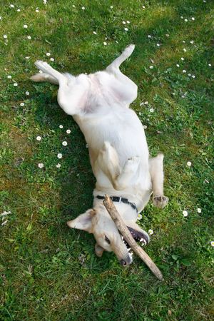 Young female labrador playing on her back with stick in the spring grass and flowersの写真素材