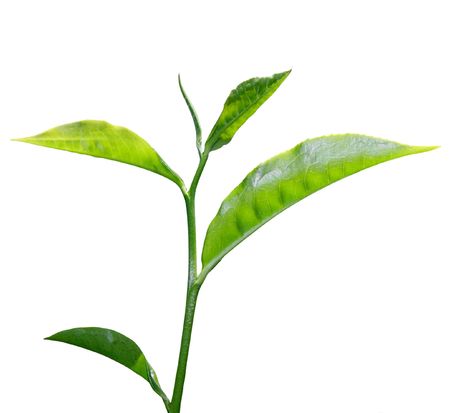 fresh green tea leaf isolated on white background fresh green tea leaf isolated on white background