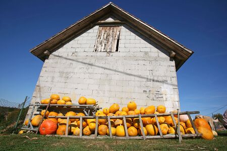 Variety of pumpkins stored in farmyard frontの写真素材