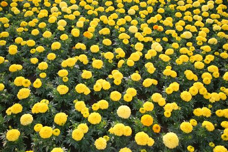 Orange and yellow marigold flower pattern backgroundの写真素材