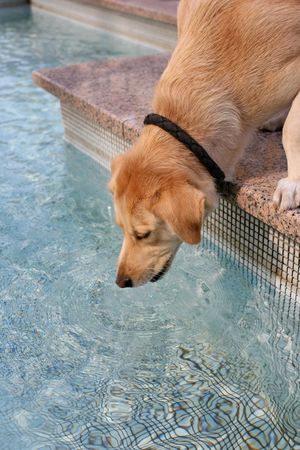 Thirsty dog drinking from pool during a hot summer dayの写真素材