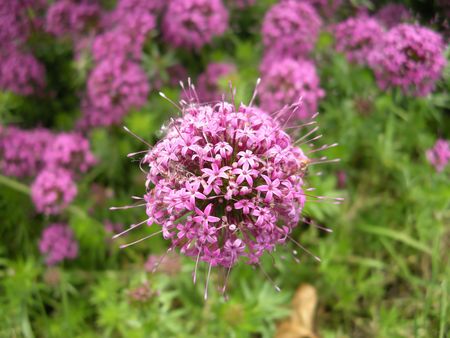 Pink spheric Crucianella stylosa in foreground on green lush backgroundの写真素材