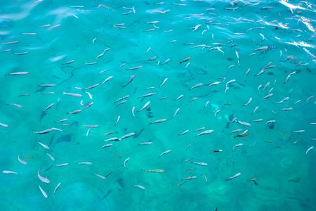 a shoal of fish in the mediterranean sea in croatiaの写真素材