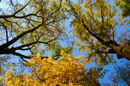 a view of tree tops on a blue skyの写真素材