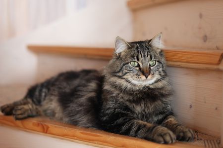 Long furry green eyed cat sitting on stairs at homeの写真素材