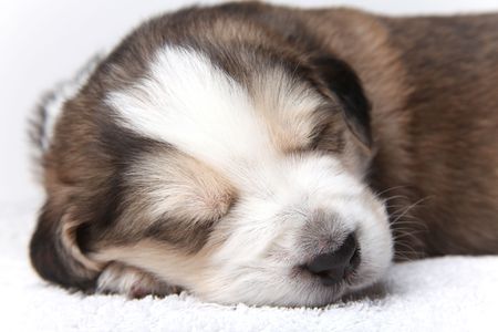 Little brown and white puppy resting after a hard dayの写真素材