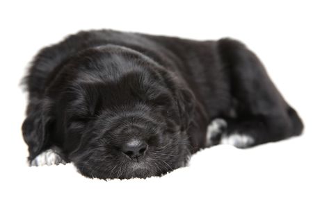 Little black puppy sleeping and dreaming of a boneの写真素材