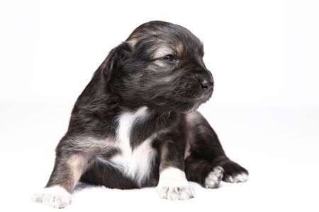 Little brown and white puppy sitting in studio on white isolated backgroundの写真素材