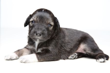 Little brown and white puppy staring at camera in studio on white isolated backgroundの写真素材