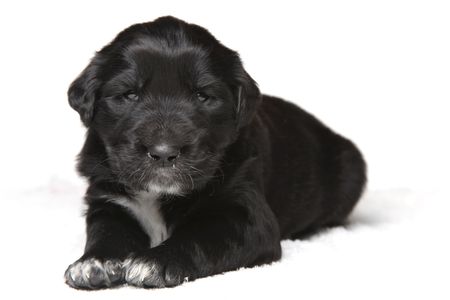 small black puppy isolated on white backgroundの写真素材