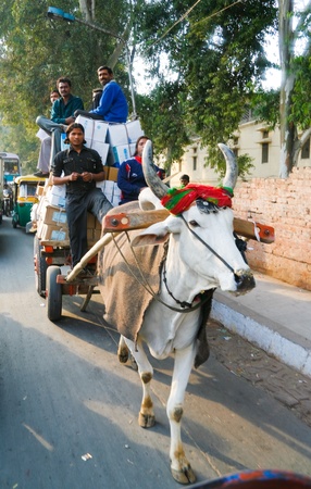 DELHI - JANUARY 19: Cow pulling a cart on January 19, 2008 in Delhi, India.のeditorial素材