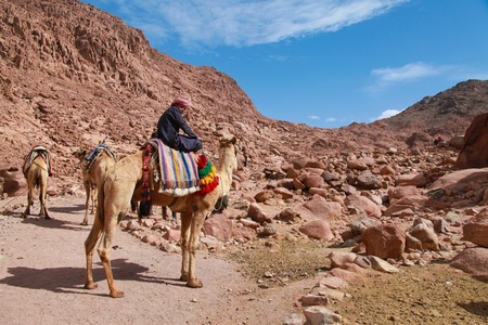 EGYPT - FEBRUARY 5: Camel guide climbing to Mount Sinai on February 5, 2011 in St Catherineのeditorial素材