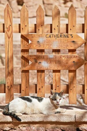 Old cat sitting on wall in the Monastery of St Catherine in Egyptのeditorial素材