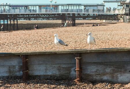 Two seagulls on a wooden bulkhead on pebble beachの写真素材