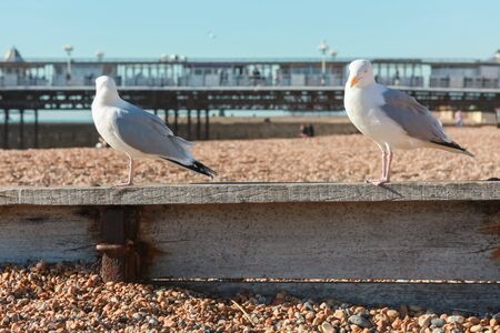 Two seagulls on a wooden bulkhead at the pebble beachの写真素材