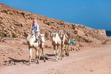 DAHAB, EGYPT - JANUARY 30, 2011: Bedouine rides camel on January 30, 2011 in Dahab, Egypt. Bedouins make money taking tourists on a sightseeing tour on camels.のeditorial素材