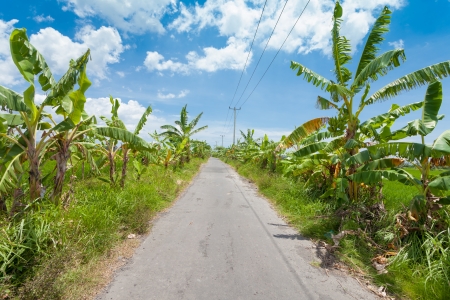 Country road in Bali, lined with banana trees and paddy fieldsの写真素材