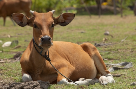 Young brown cow calf sitting in meadow in Bali, Indonesiaの写真素材