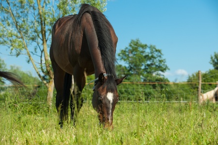 Adult horse grazing in fieldの写真素材