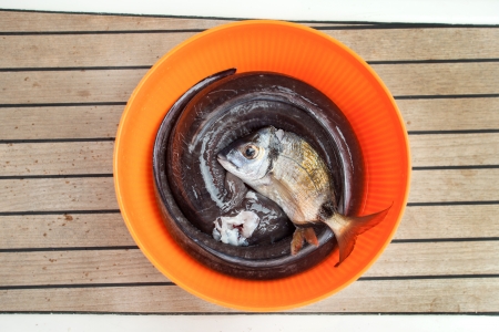 Fresh fish in bucket on a wooden floor.の写真素材