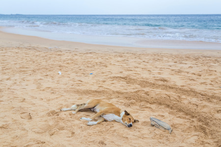 Yellow dog sleeping on the empty sandy beach.の写真素材