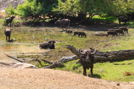 YALA NATIONAL PARK, SRI LANKA - MARCH 4, 2014: Herd of wild water buffaloes and boars by water hole. Yala is the second largest national park in Sri Lanka.のeditorial素材