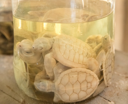 HABARADUWA, SRI LANKA - MARCH 11, 2014: Albino turtles in glass jar at Sea Turtle Farm and Hatchery. The center was started in 1986 and up to now they released more than 500,000 Turtles to oceanのeditorial素材