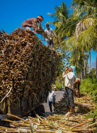 HAMPI, INDIA - 28 JANUARY 2015: Indian workers loading sugarcane on truckのeditorial素材