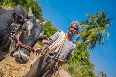 HAMPI, INDIA - 28 JANUARY 2015: Indian farmer on field with oxのeditorial素材
