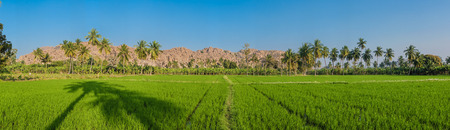 HAMPI, INDIA - 01 FEBRUARY 2015: Rice paddy with palm tree shadow and mountain with boulders in backroundのeditorial素材