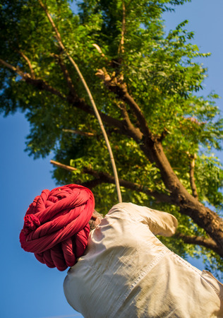 GODWAR REGION, INDIA - 13 FEBRUARY 2015: Rabari tribesman holds traditional axe and cuts branches from tree to feed herd. Rabari or Rewari are an Indian community in the state of Gujarat.のeditorial素材
