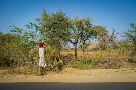 GODWAR REGION, INDIA - 13 FEBRUARY 2015: Rabari tribesman holds traditional axe and cuts branches from tree to feed herd. Rabari or Rewari are an Indian community in the state of Gujarat.のeditorial素材