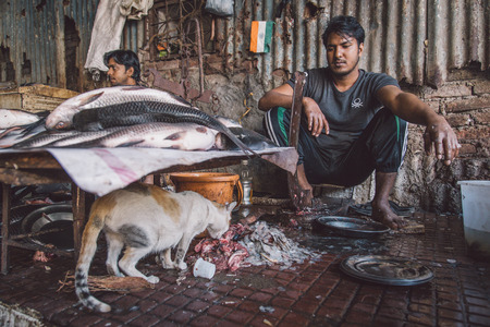 MUMBAI, INDIA - 11 JANUARY 2015: Cat eats fish leftovers while vendor looks and waits for customers. Post-processed with grain, texture and colour effect.のeditorial素材