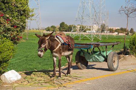 Empty donkey cart alongside road in Valley of Kings, Egypt.の写真素材