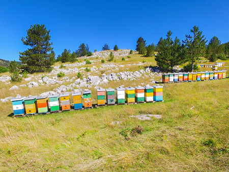 Bee hives on hills of Dinara mountain, Croatia.のeditorial素材