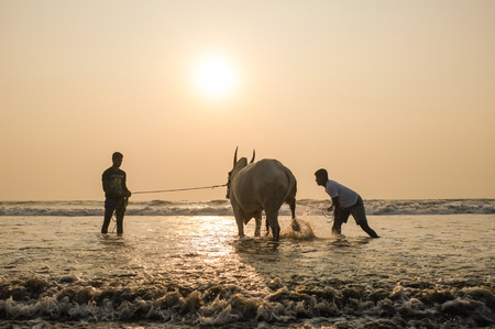 GOA, INDIA - JANUARY 23, 2015: Two men holding and splashing cow in the sea at sunset.のeditorial素材