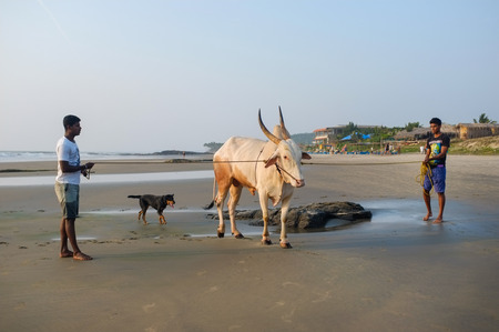 GOA, INDIA - JANUARY 23, 2015: Two men on beach holding cow with dog panting in background.のeditorial素材