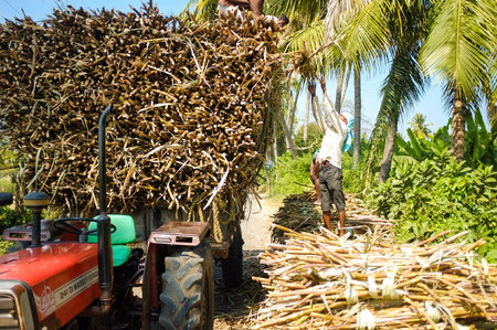 GOA, INDIA - JANUARY 28, 2015: Workers loading sugarcane branches on tractor.のeditorial素材