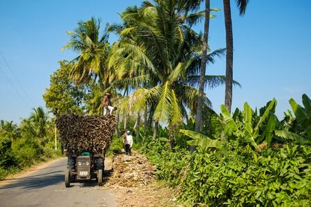 GOA, INDIA - JANUARY 28, 2015: Workers loading sugarcane branches on tractor.のeditorial素材