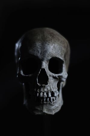 A Portrait of a Model of a Human Skullの写真素材